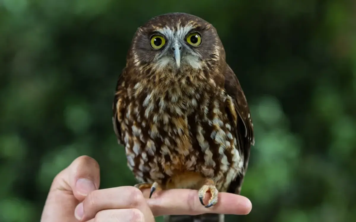 Southland retiree takes injured night birds under her wing