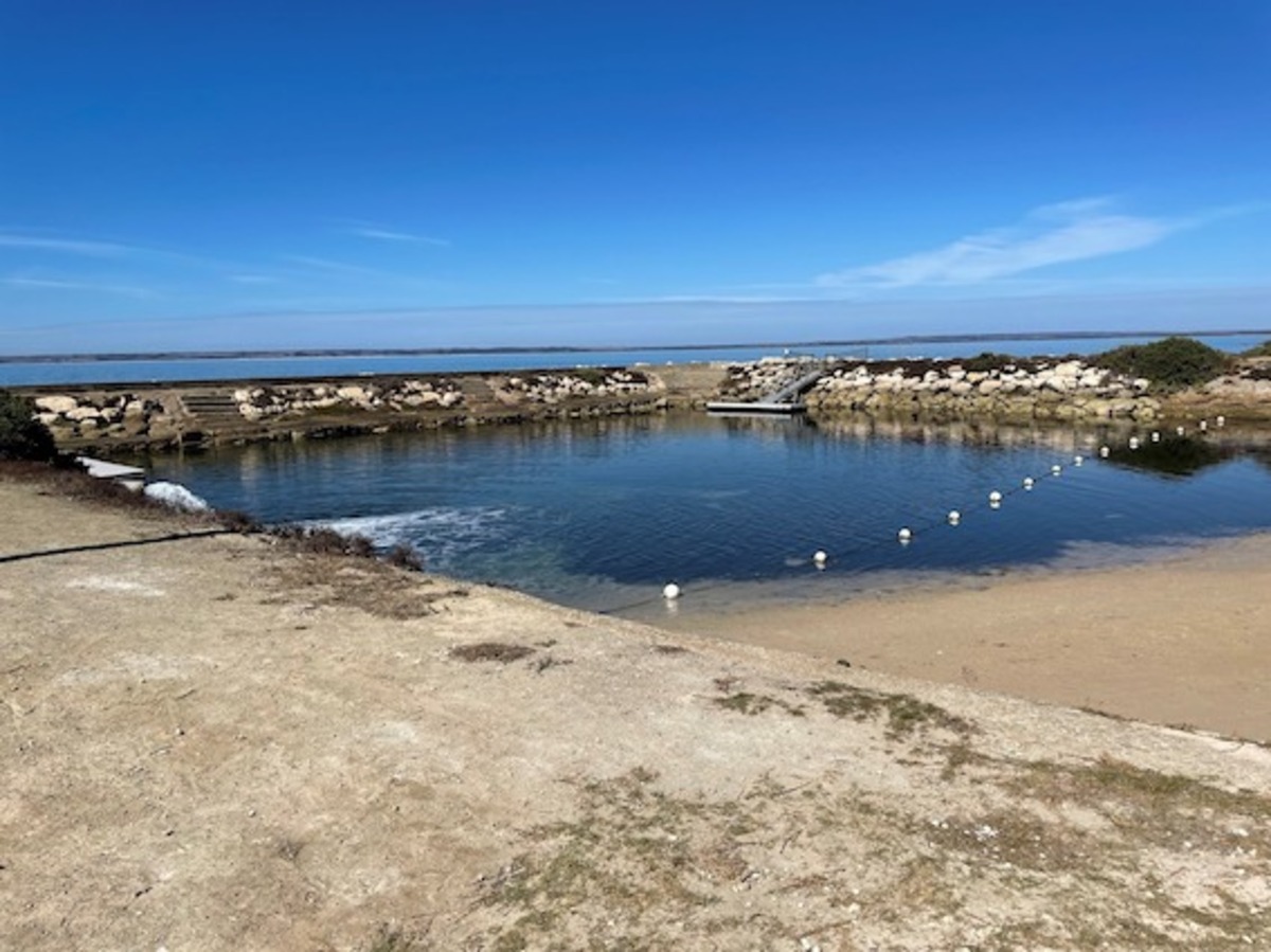 Watch and wait on beach bloom blight
