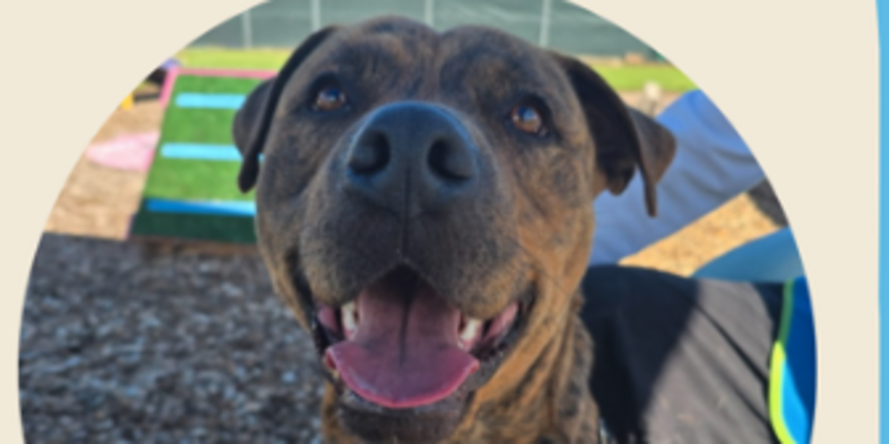 A true gentle soul from RSPCA SA
