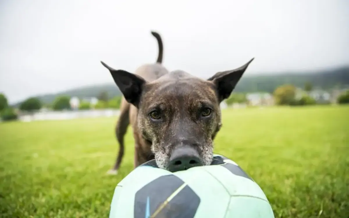 Thousands of Dog Owners Hit with Fines