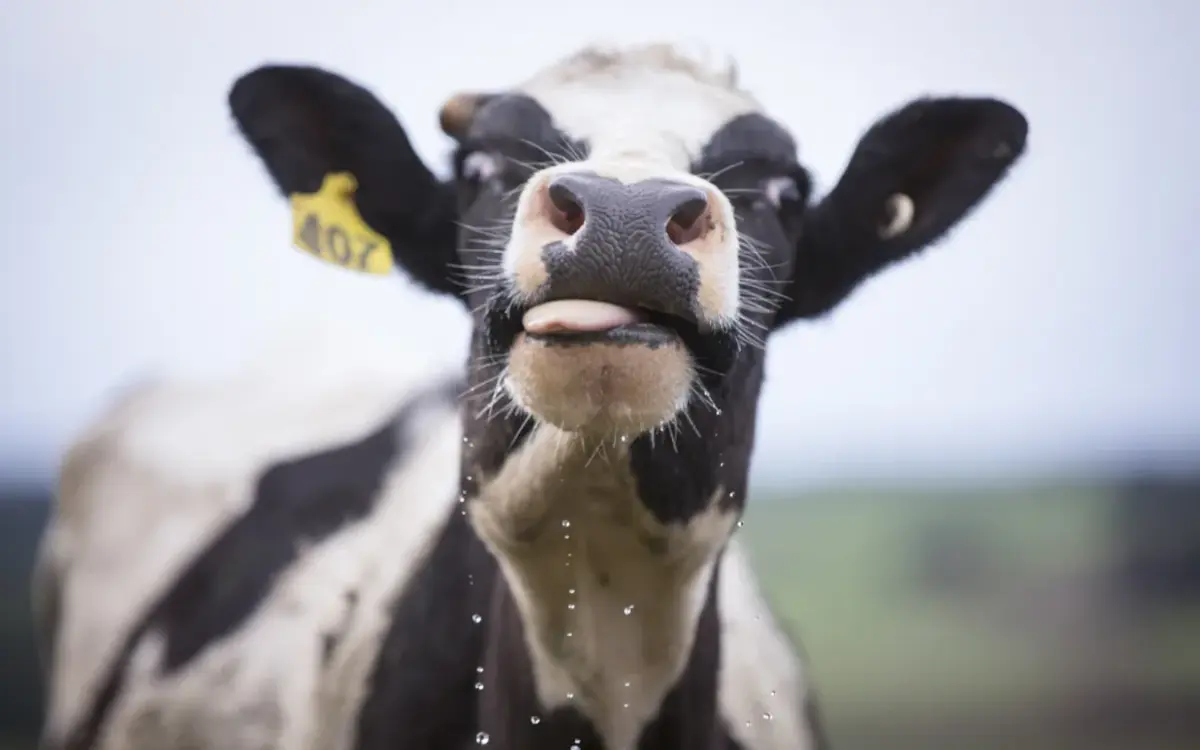 What are NZ's biggest exports to the US?