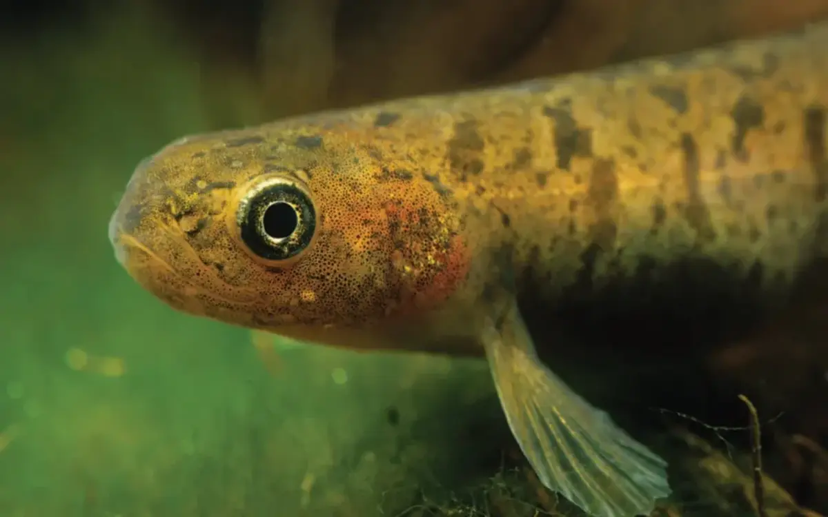 Delight over discovery of 'cute' Gollum galaxias fish in Southland stream
