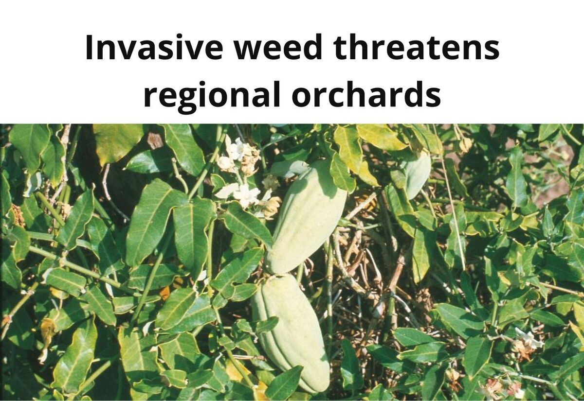 Moth Vine threatens Griffith citrus orchards