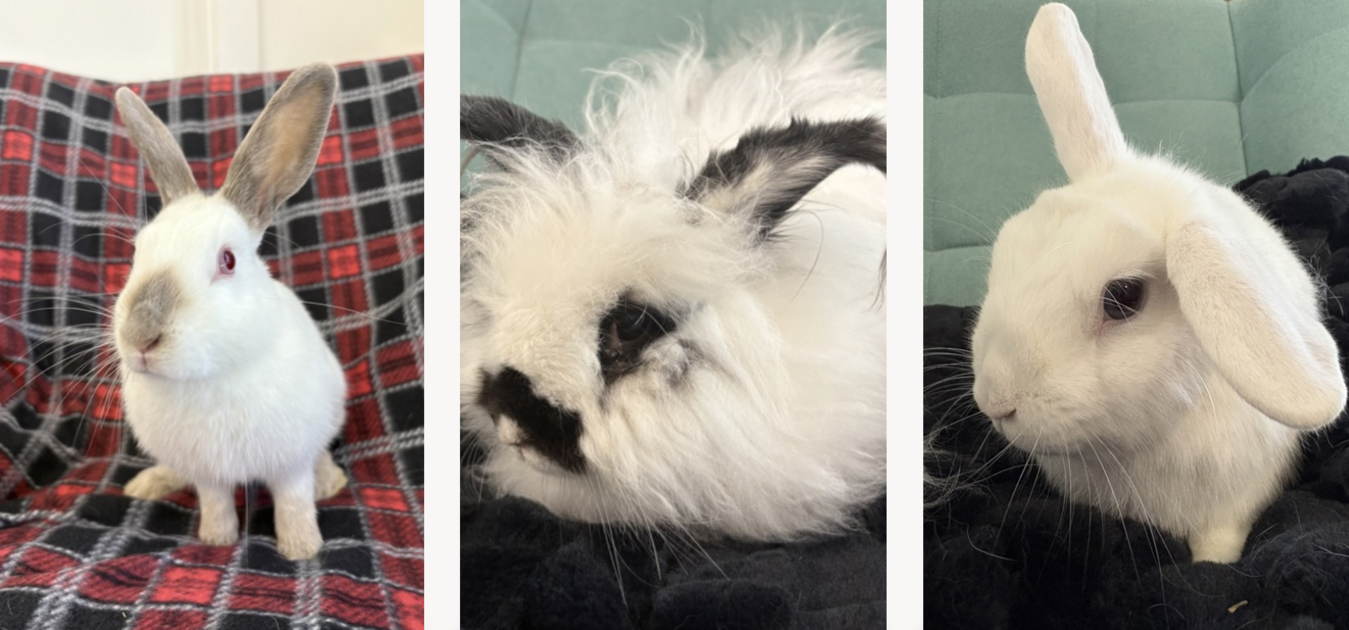 Hop Into Easter with RSPCA