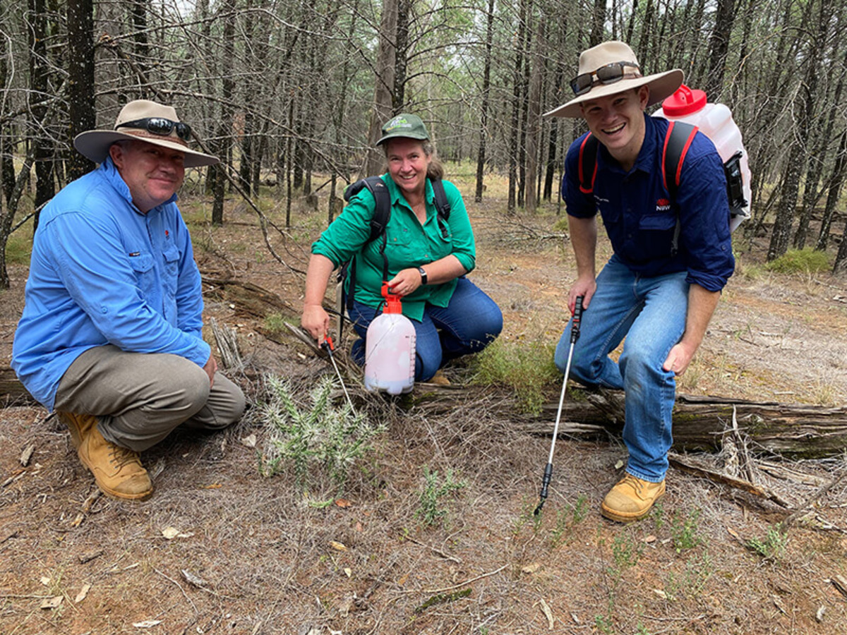 Latest assault on Hudson Pear infestation at Quanda Reserve