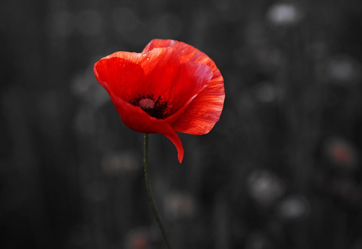 Anzac Day Services Across Hibiscus Coast