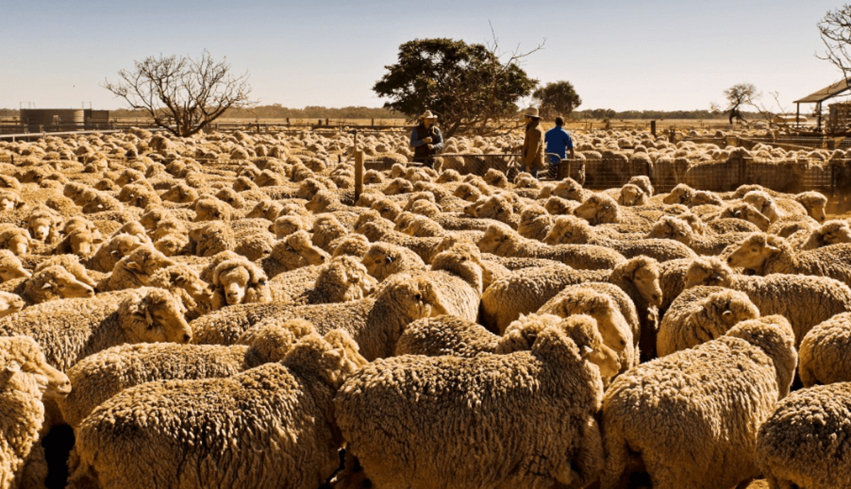 $780 Million AFA Riverina Property Sale Collapses