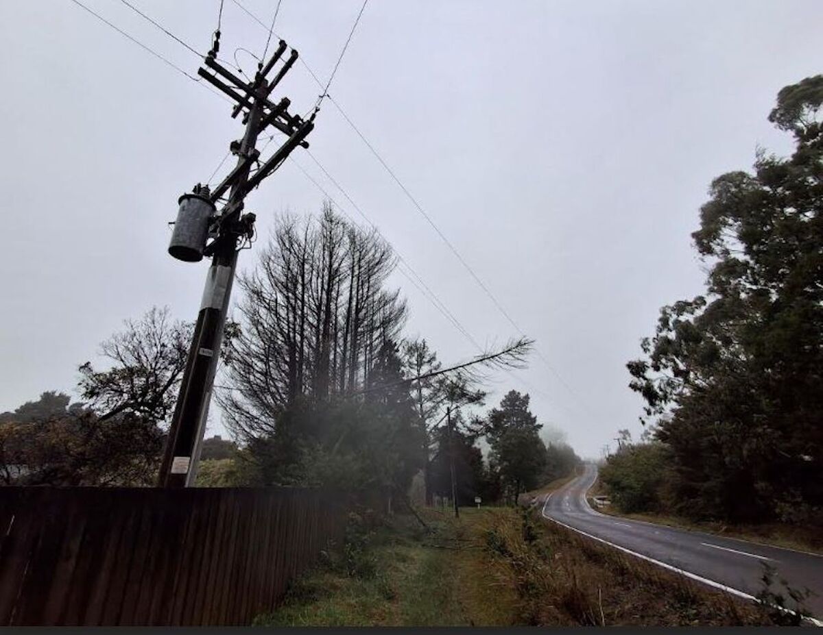 Cyclone Tam Highlights Tree Regulation Issue