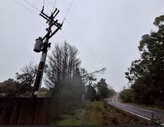 Cyclone Tam Highlights Tree Regulation Issue