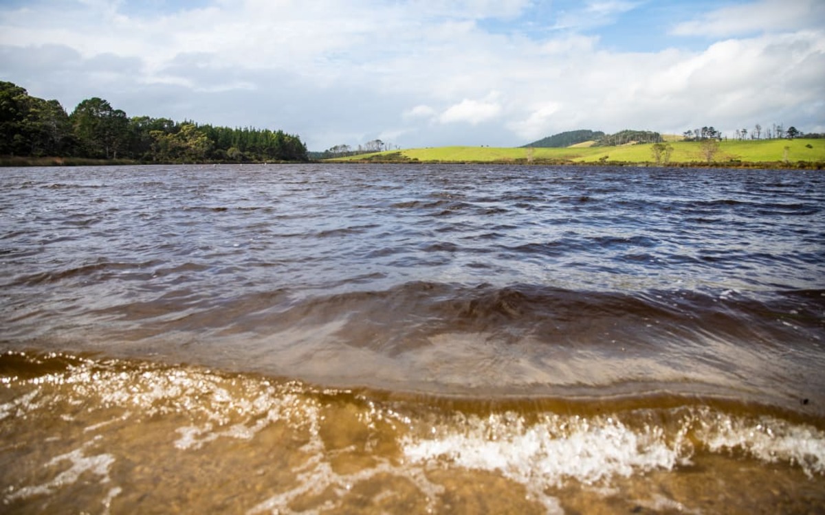 'Hopefully we can fish them to extinction' - pest eradication at Auckland lake
