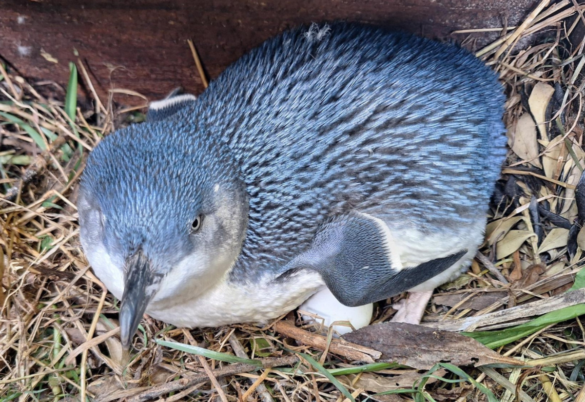 Ōamaru Blue Penguin Colony welcomes first April eggs following the tragic death of a penguin