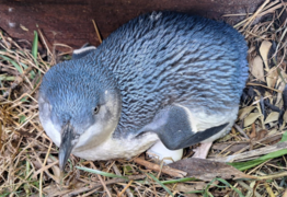 Ōamaru Blue Penguin Colony welcomes first April eggs following the tragic death of a penguin