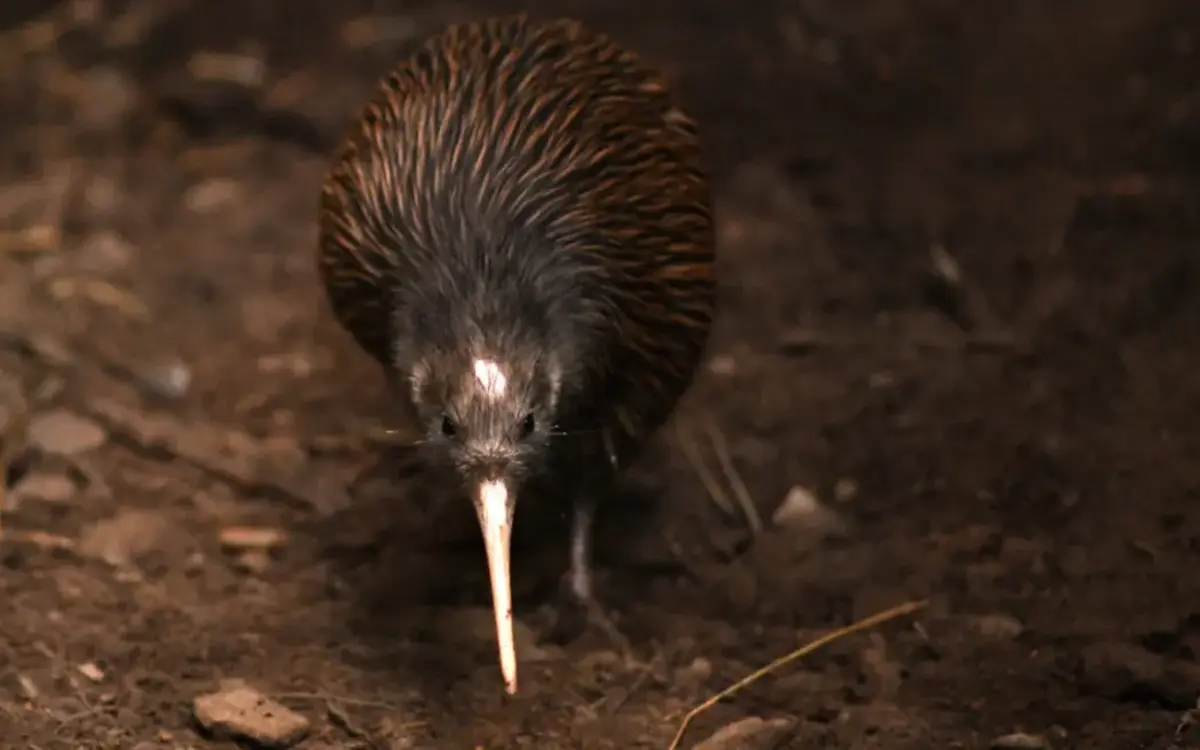 How New Zealanders became known as 'Kiwis'