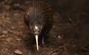 How New Zealanders became known as 'Kiwis'