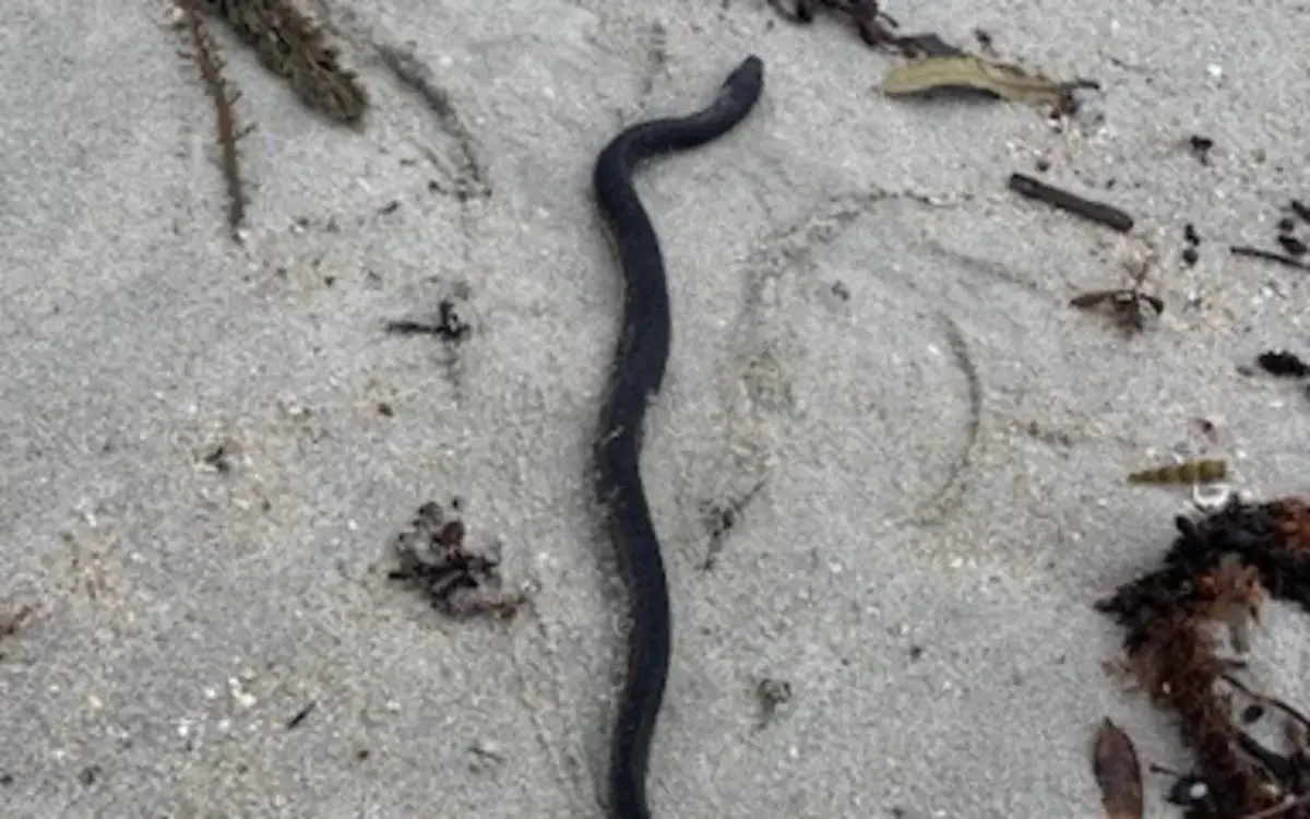 Venomous sea snake found at Omaha Beach: Public urged to stay away