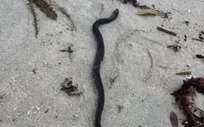 Venomous sea snake found at Omaha Beach: Public urged to stay away