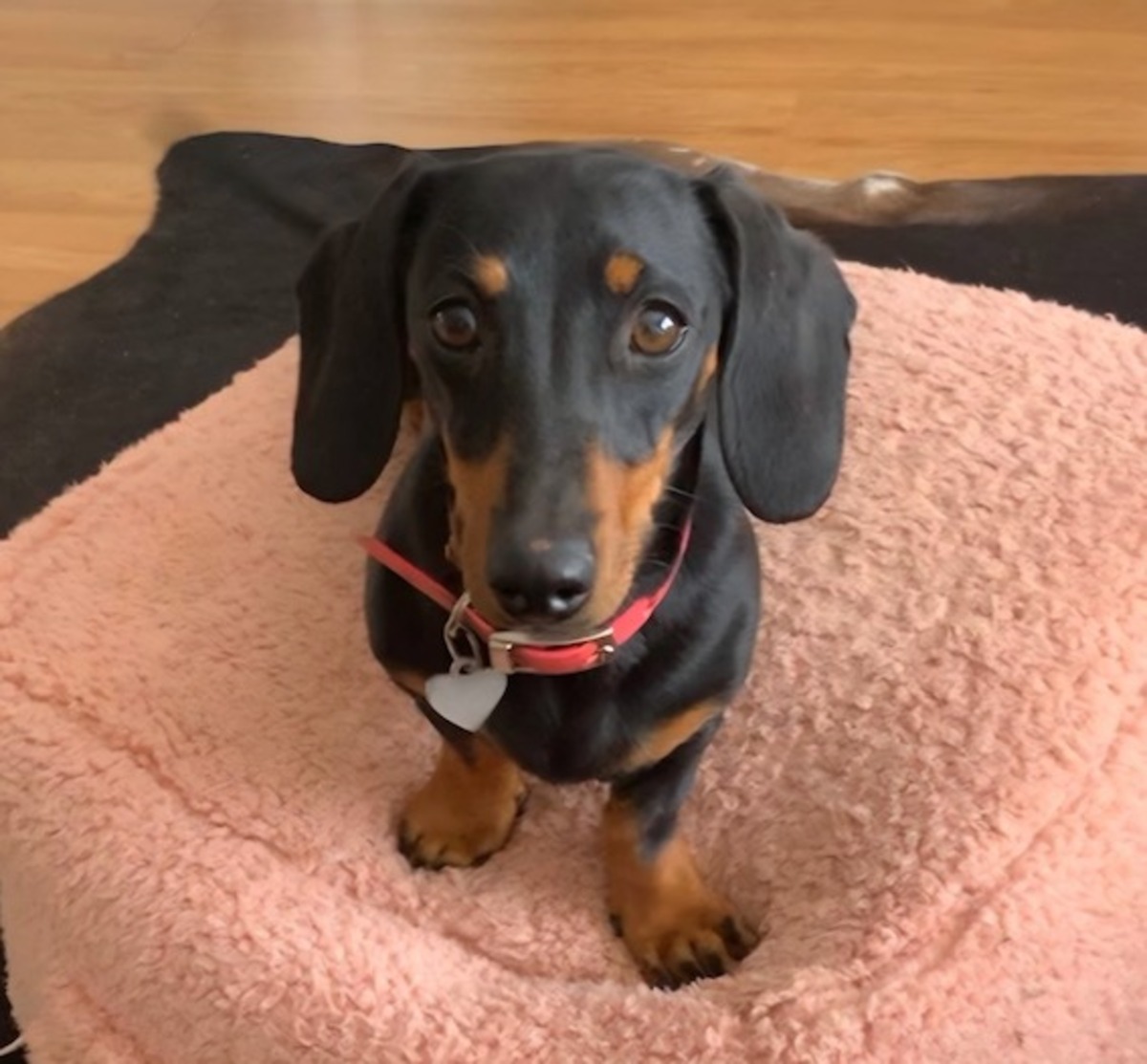 Fugitive daschund found