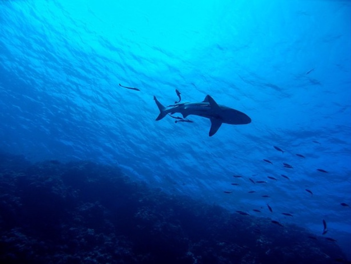 Aerial shark patrol season extended