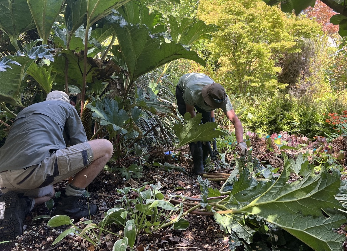 Gunning for gunnera
