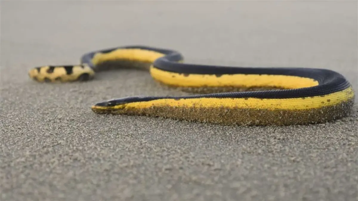 Public Warned About Sea Snake at Omaha
