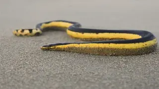 Public Warned About Sea Snake at Omaha