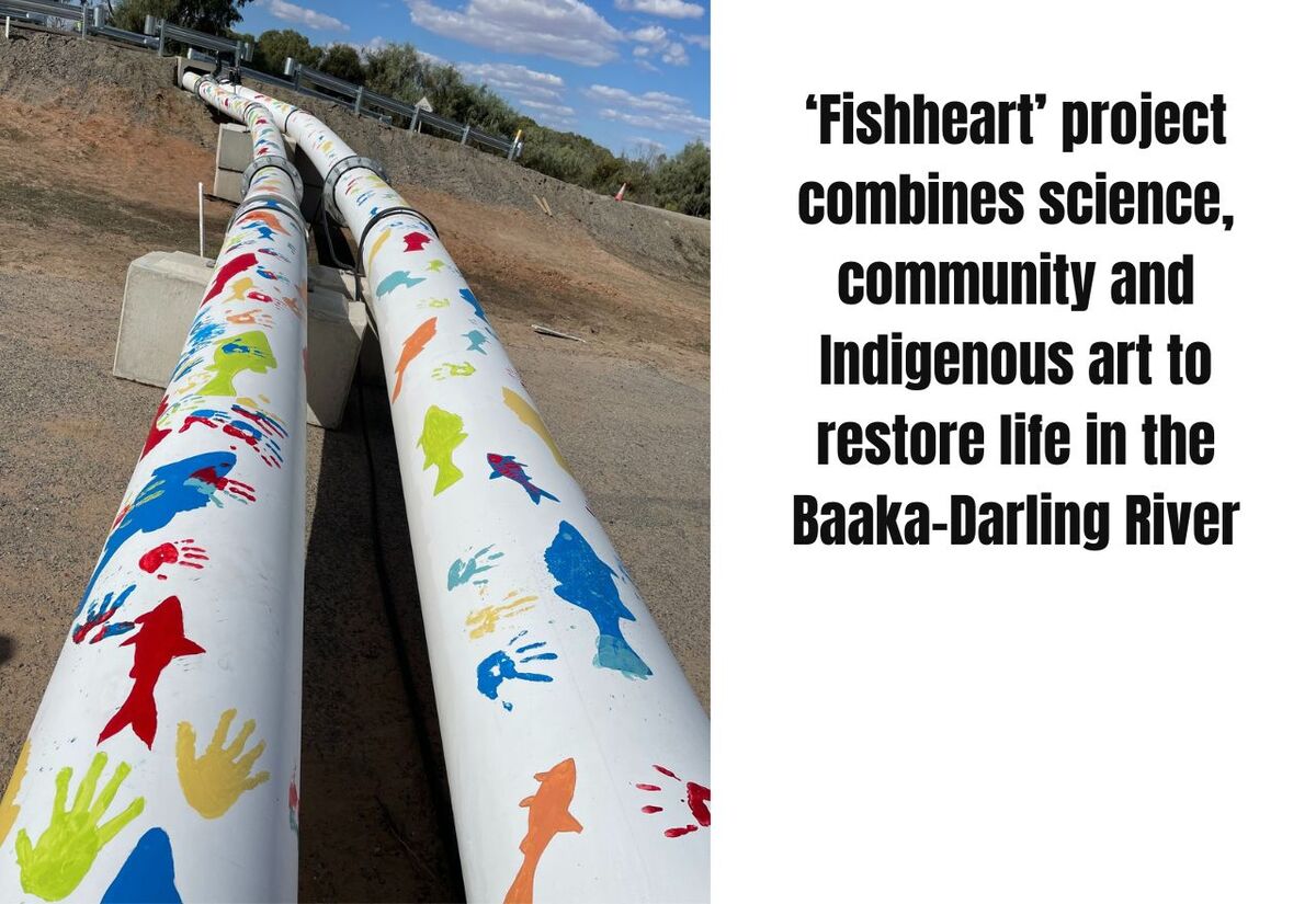  How a new ‘Fishheart’ project is combining science, community and Indigenous art to restore life in the Baaka-Darling River