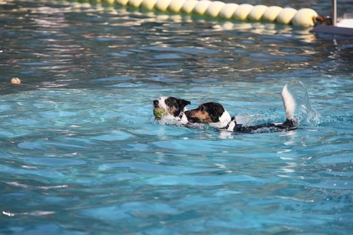 Paws in the water at Strath