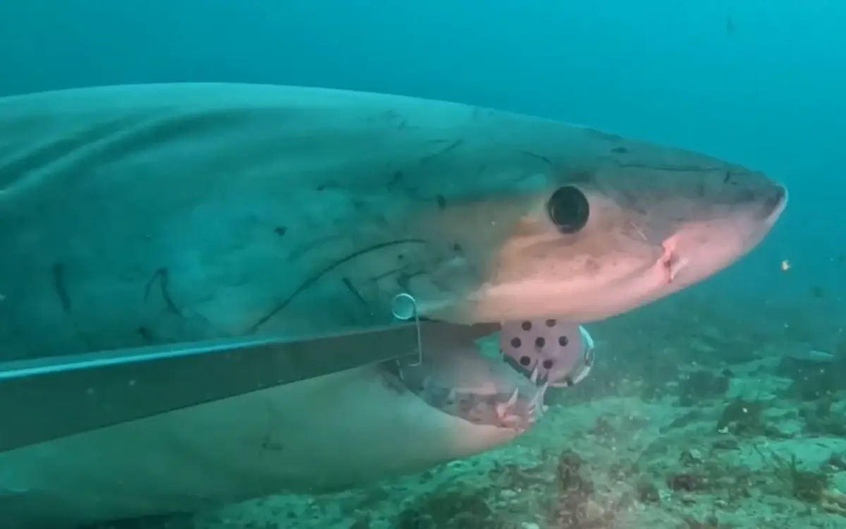 Great white sharks are known to be in Fiordland, says expert following shark attack