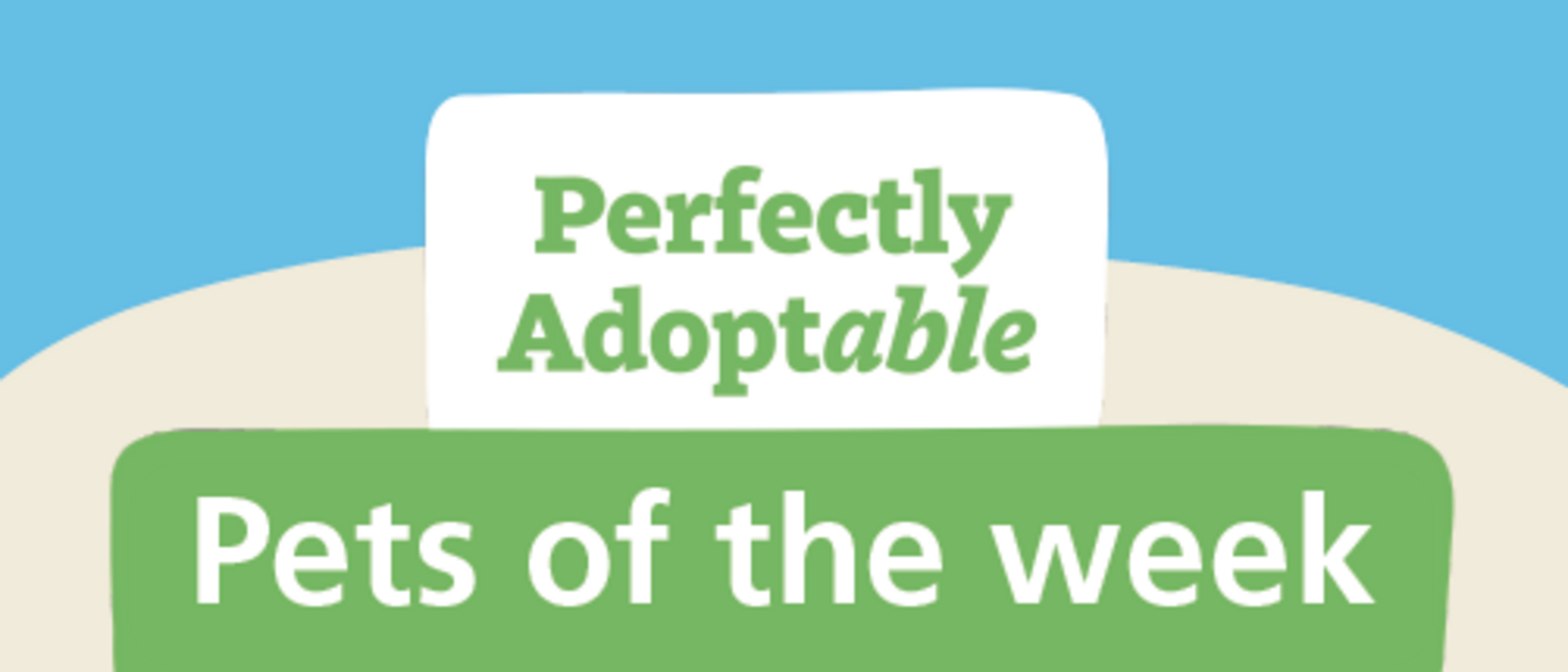 Meet Astrid & Ruby – RSPCA’s Pets of the Week
