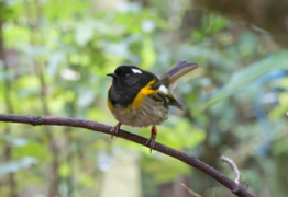 Hihi thrive in new home at Shakespear Regional Park