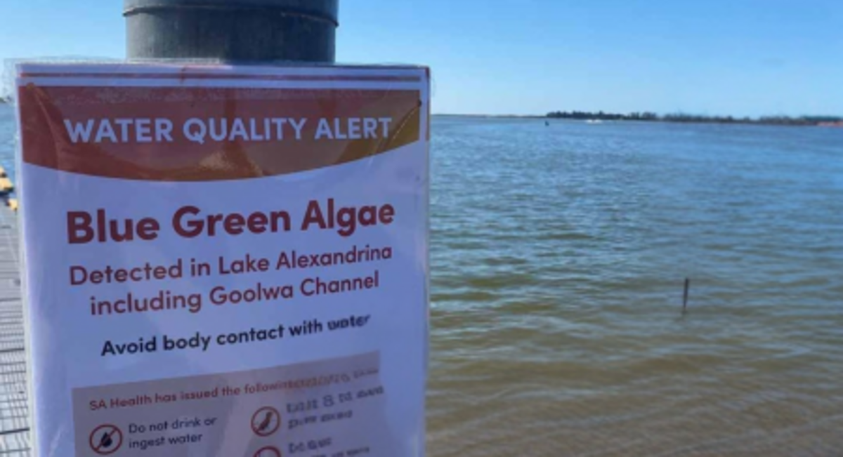 Blue-green algae warning for Goolwa Channel