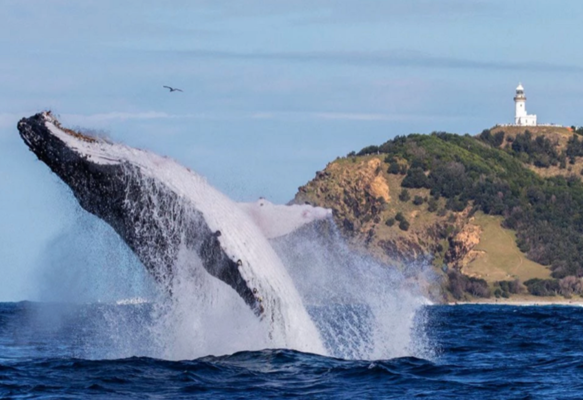 Whale watching season begins 