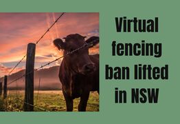  Virtual fencing ban lifted in NSW, opening doors for farmers