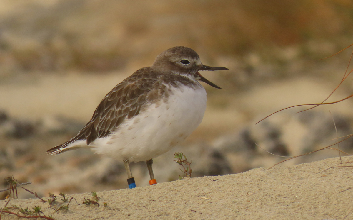 $400k+ raised to save Southland's Southern NZ Dotterel from extinction