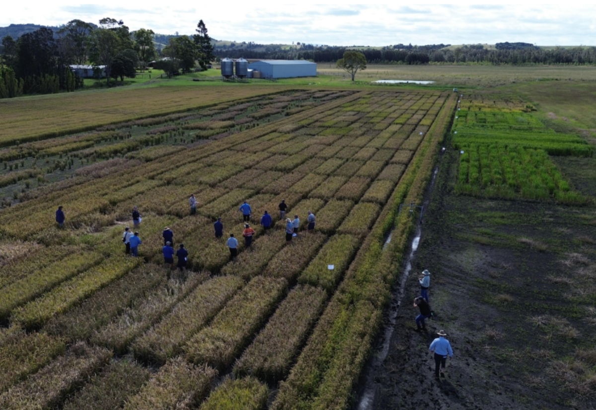 Lismore & NRs leading the way when it comes to growing sustainable black rice