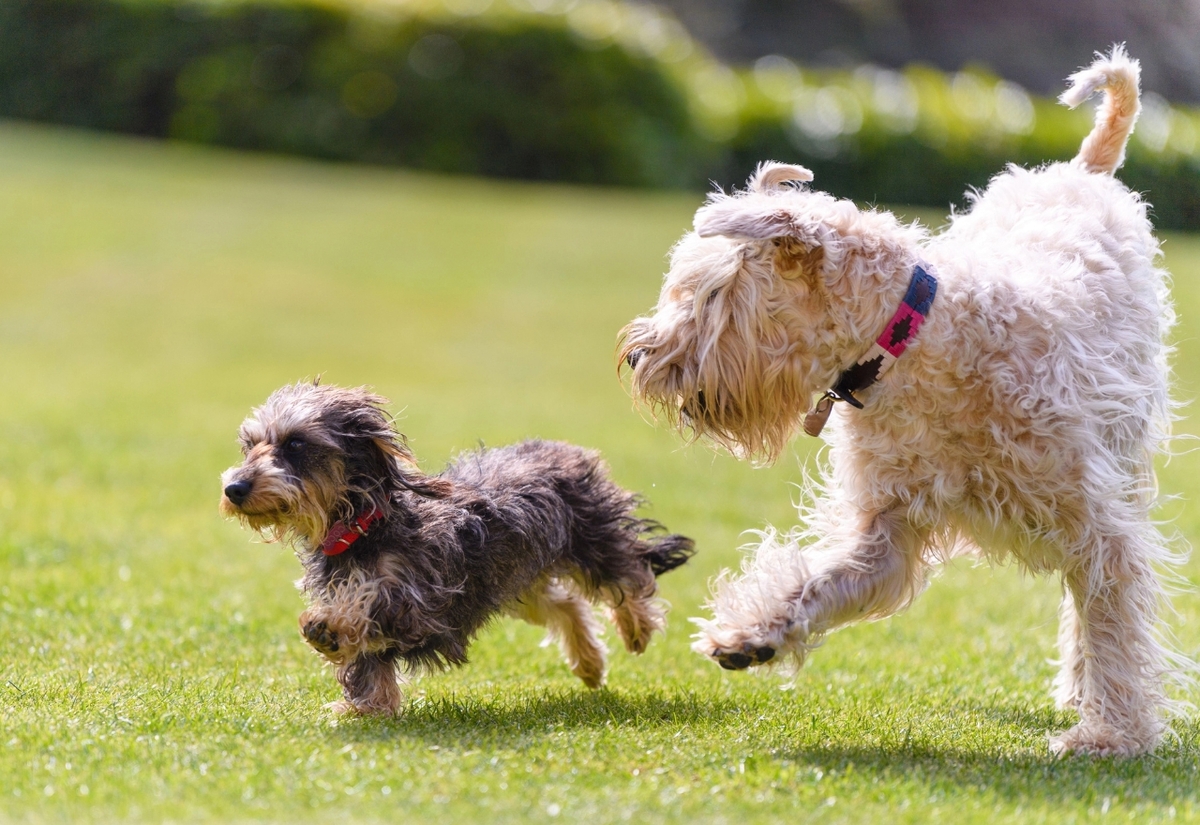 Jamberoo dog park going ahead despite community concerns