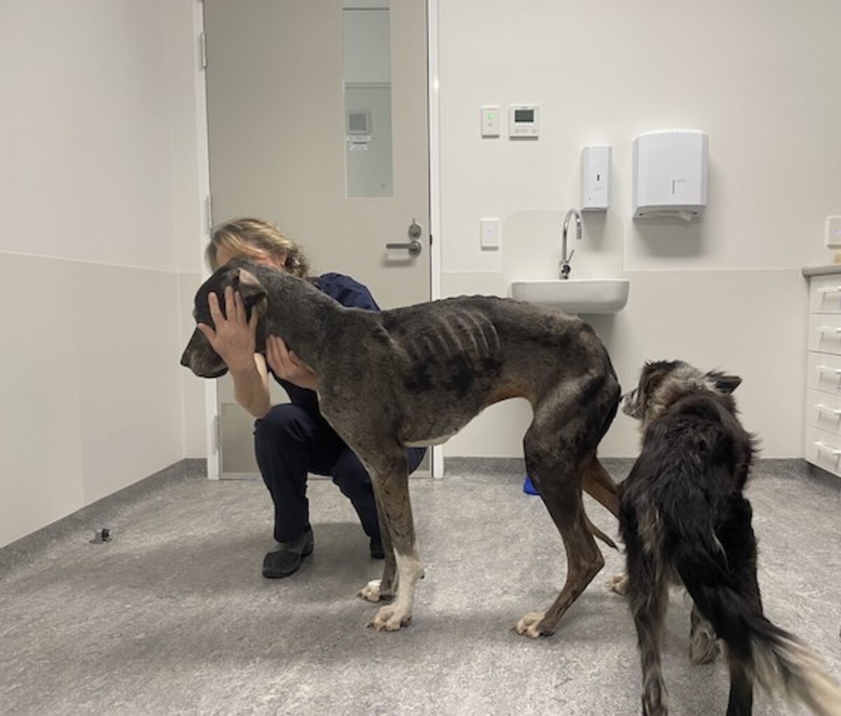 Couple convicted for starving dogs