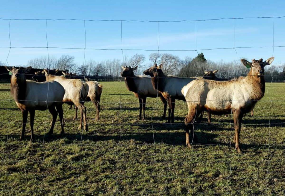 Move to protect Fiordlank elk draws ire of Forest and Bird