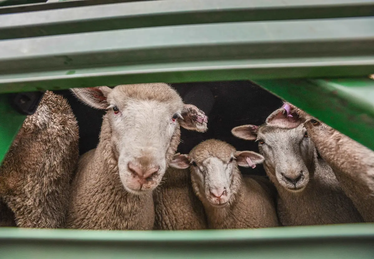 Future uncertainty grips sheep industry as live export ban looms