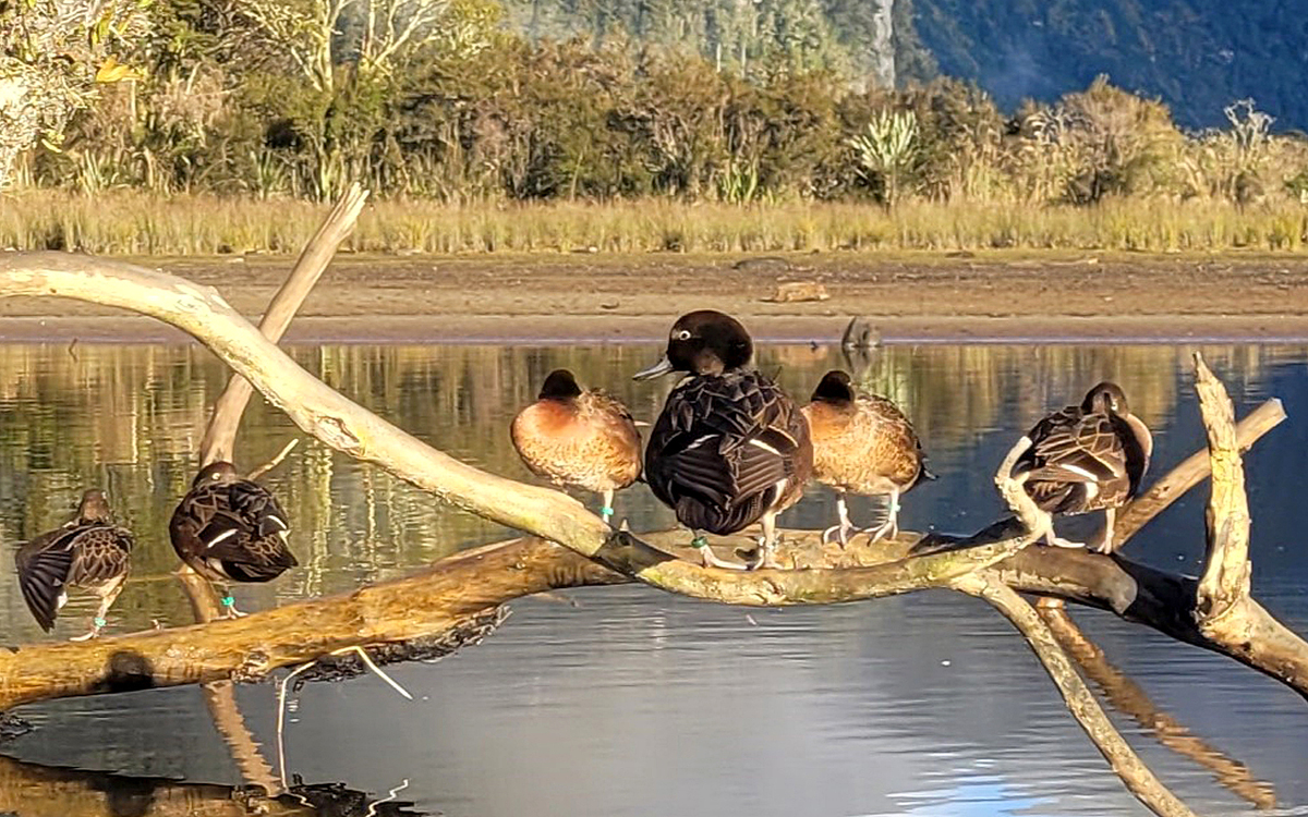 Pāteke/brown teal duck makes comeback in Fiordland