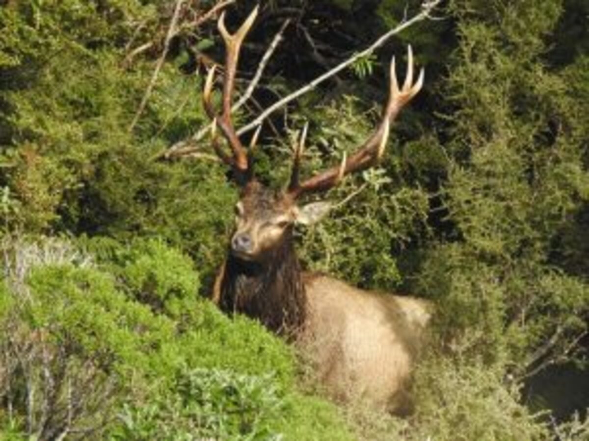 Status of Fiordland's Wapiti herd under review