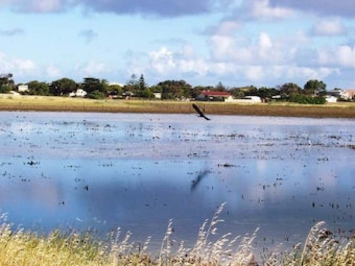 Discussing the wonder of wetlands and the Washpool