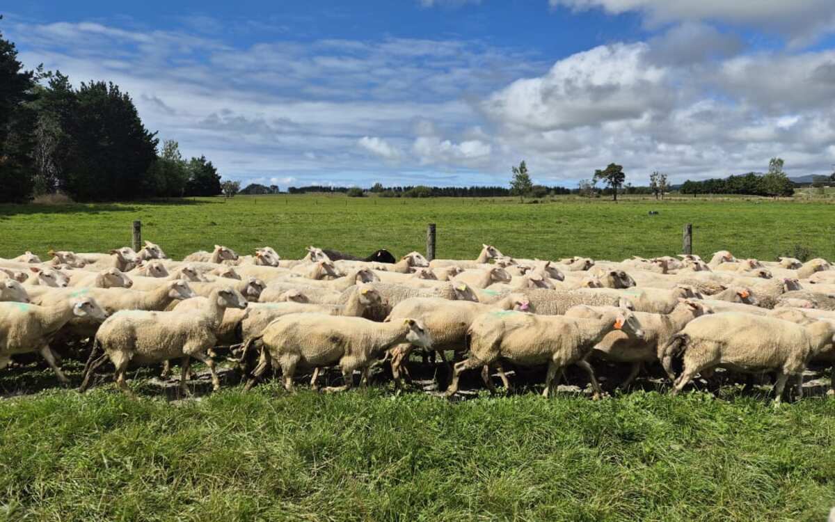 New welfare code for sheep and beef cattle proposed