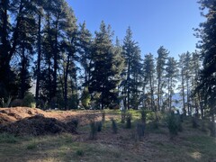 Tree succession plan proposed for Eely Point