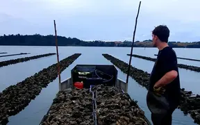 Oyster Farmers Fear Businesses Won't Last the Year