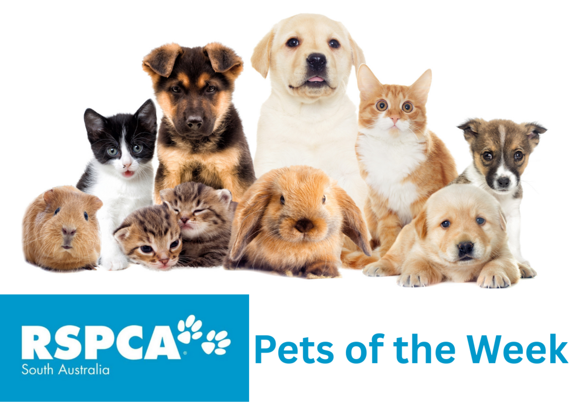 🐶 Pet of the Week: Meet Daphne