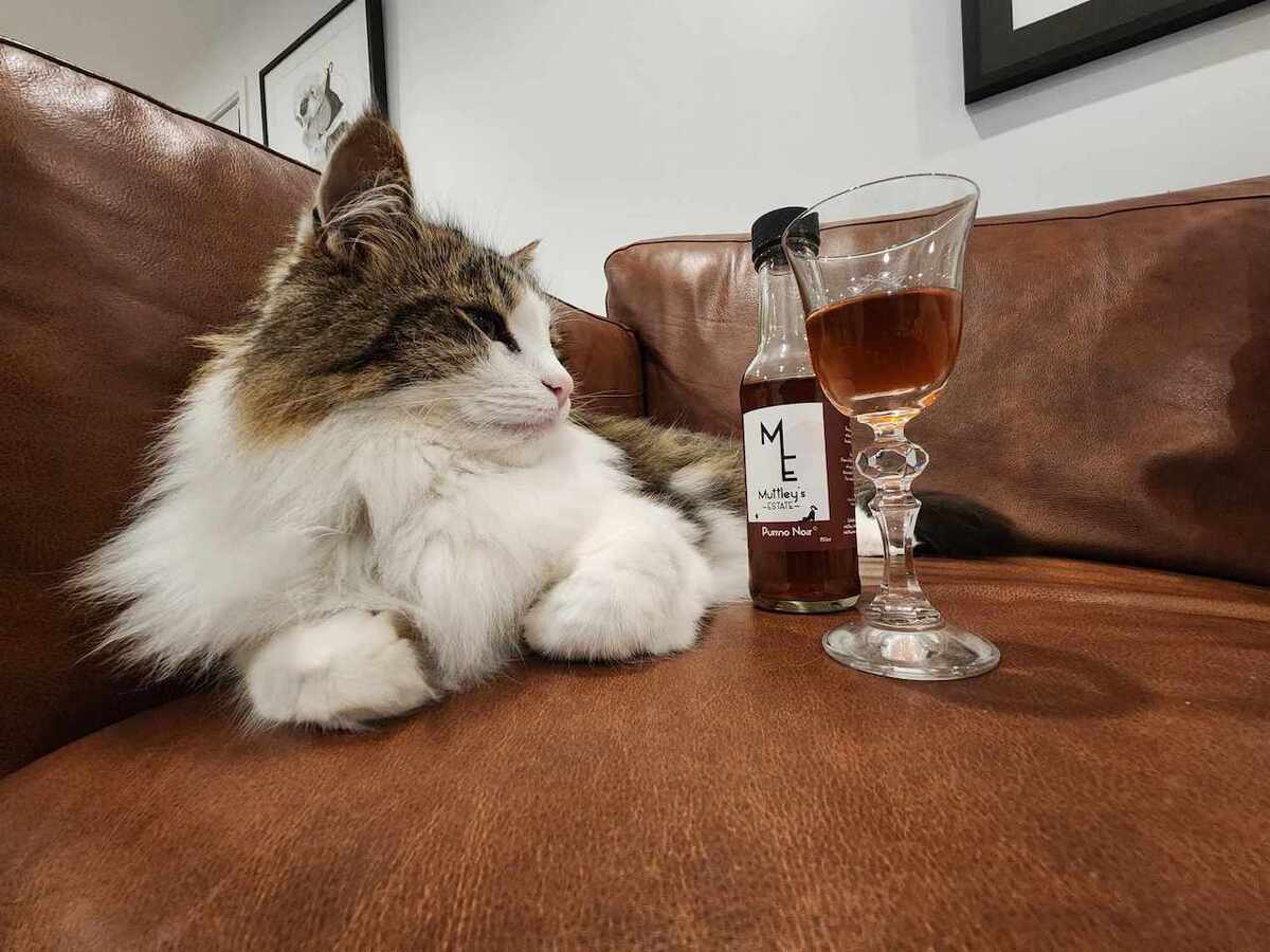 Kiwi Startup Bottles Pet Wine Dream