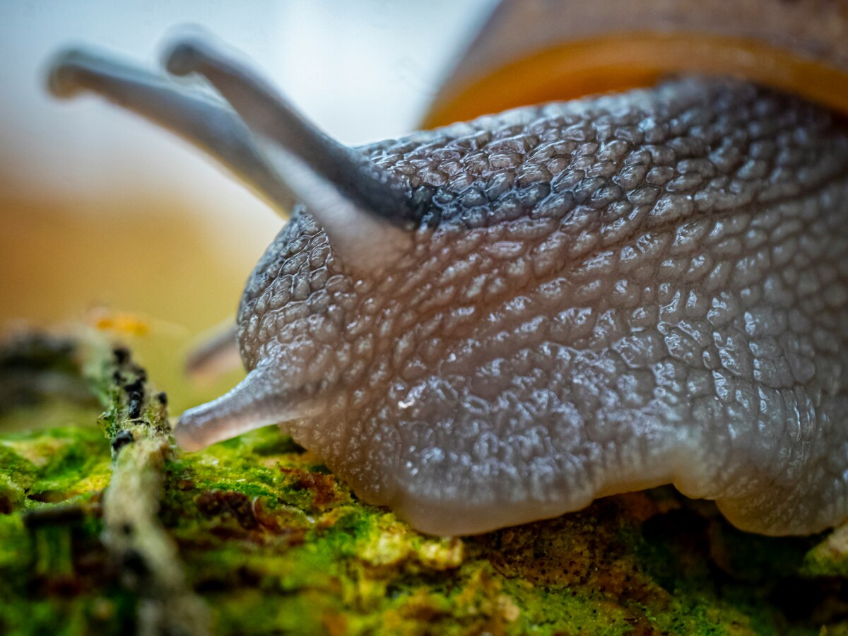 French friends launch New Zealand’s only snail farm in Queenstown