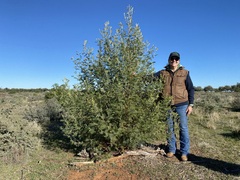  Threatened species finding -  Winged Peppercress herb  found on Gunbar sandhills