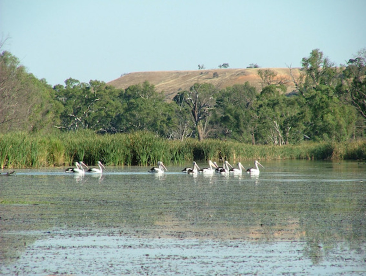 Basin Plan flows boosts River Murray 